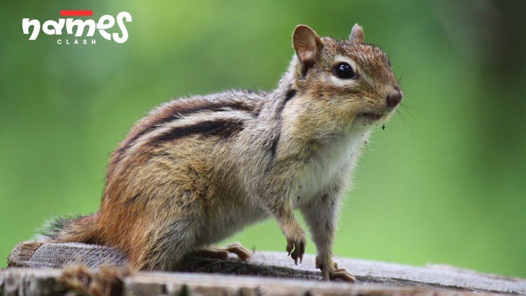 Adorable Chipmunk Nicknames