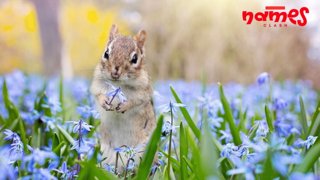 Chipmunk Names That Start with C