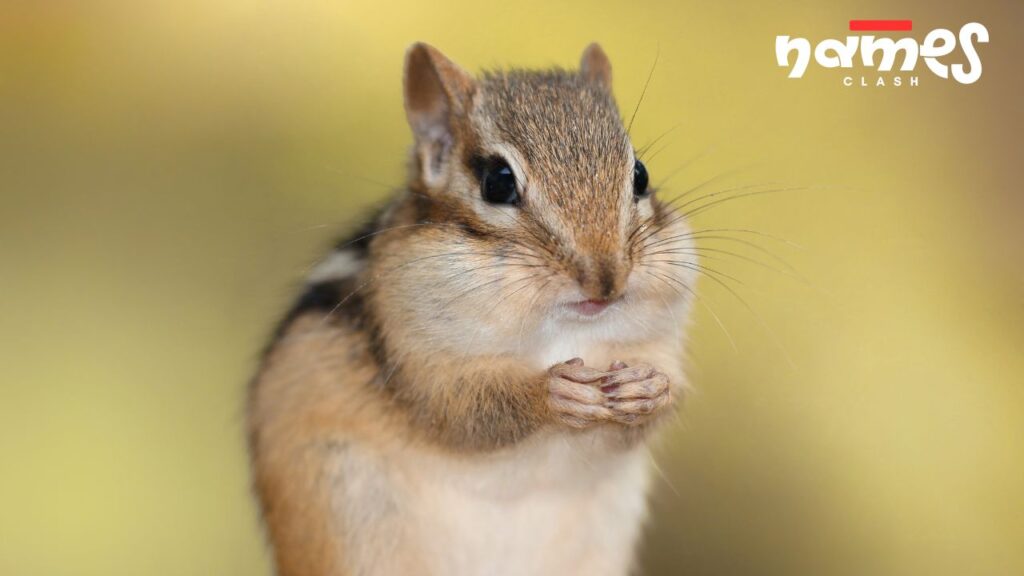 Cool Chipmunk Names
