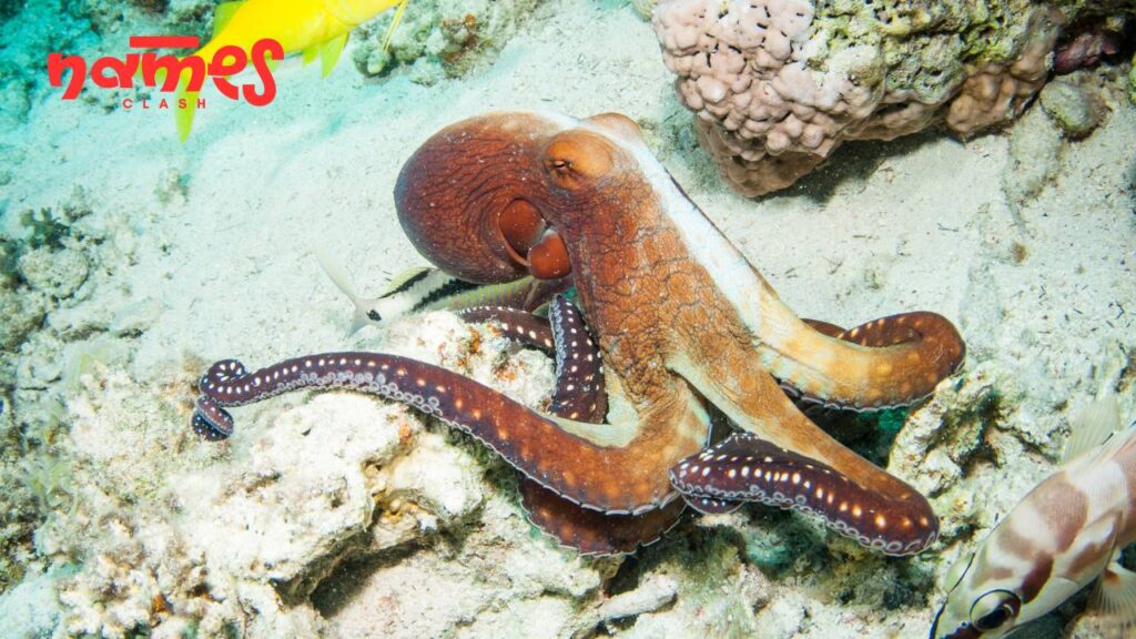 Cool Octopus Names