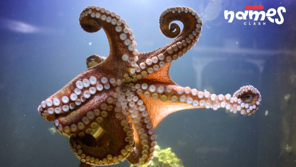 Cute Octopus Names
