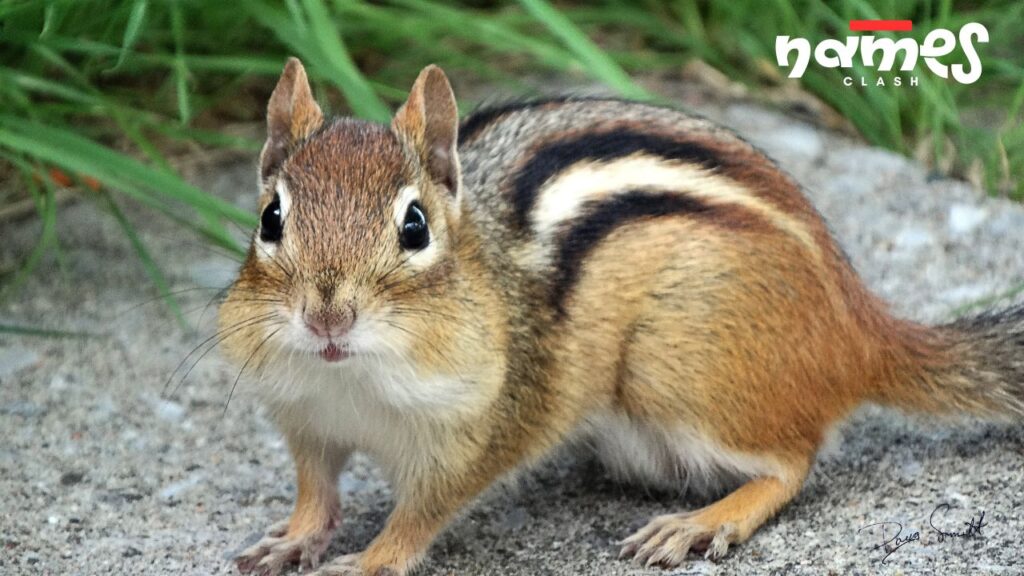Funny Chipmunk Names