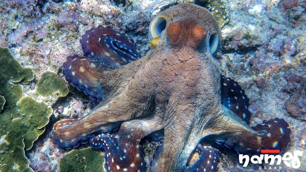 Marine World-Inspired Octopus Names