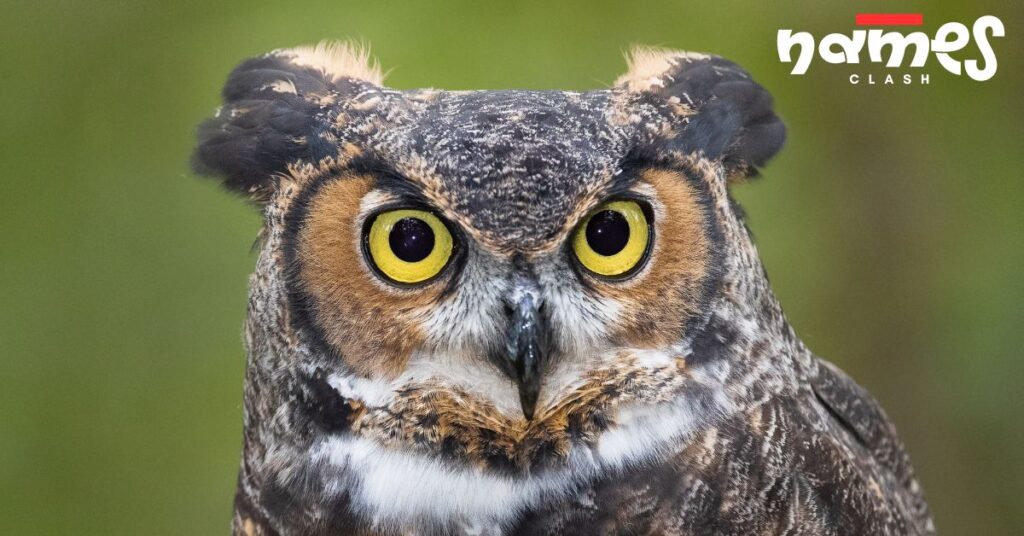 Arthurian Legend Owl Names