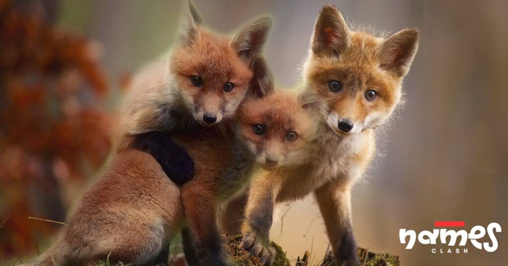 Baby Fox Names