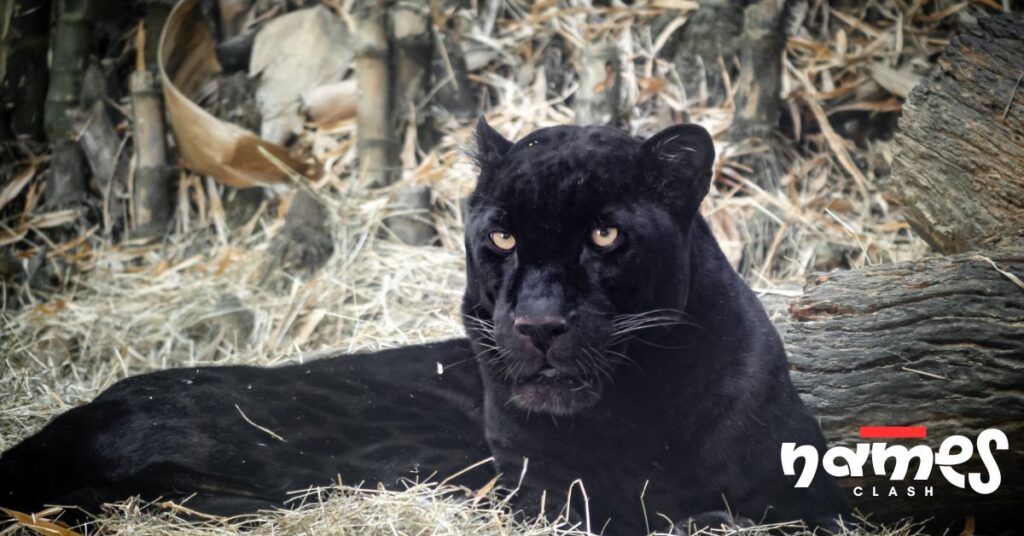 Badass Panther Names