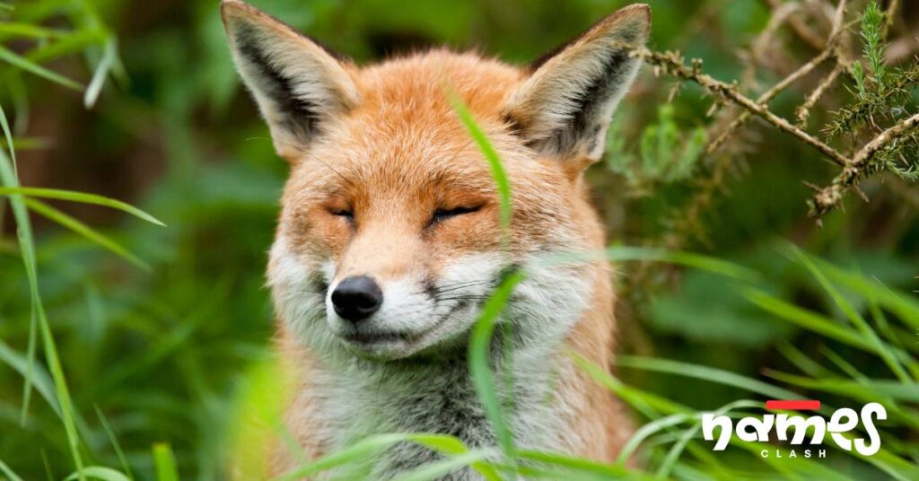 Clever Fox Names