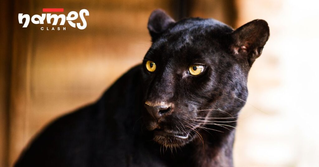 Color-Inspired Panther Names