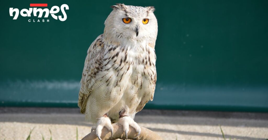 Disney-Inspired Owl Names