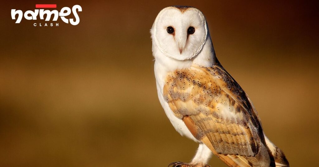 Eagle Owl Names (Exotic & Formidable)