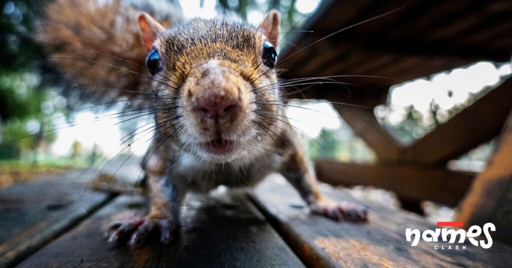 Funny Squirrel Names