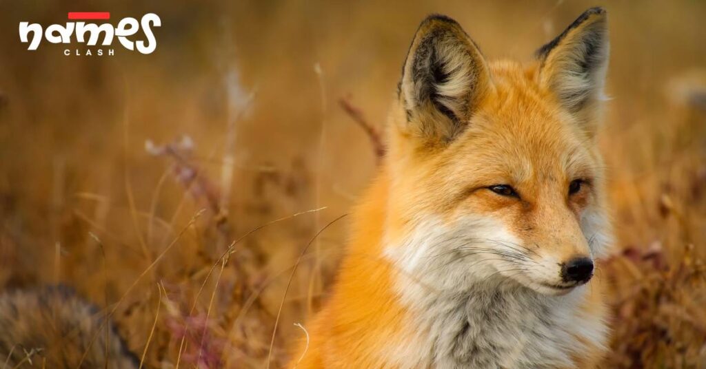 Male Fox Names