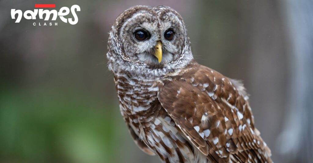 Native American Owl Names