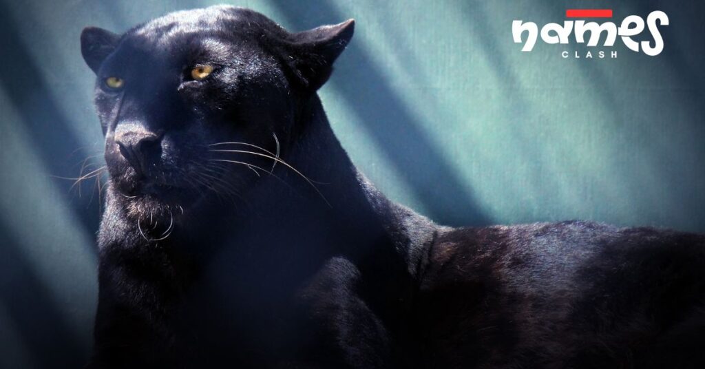 Unisex Panther Names