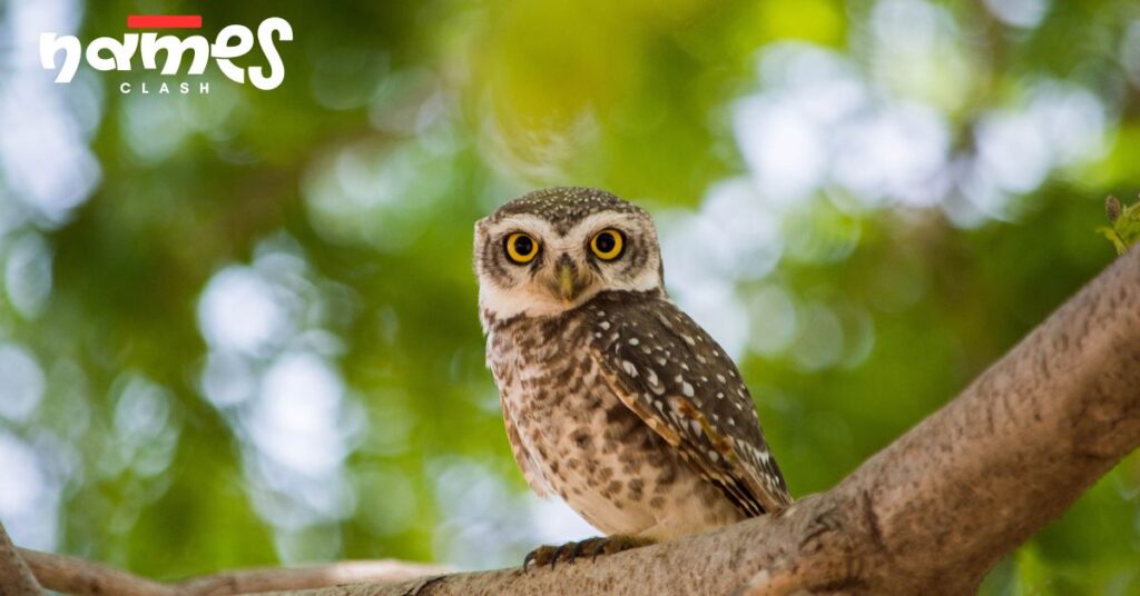 Whimsical Fairy-Tale Owl Names