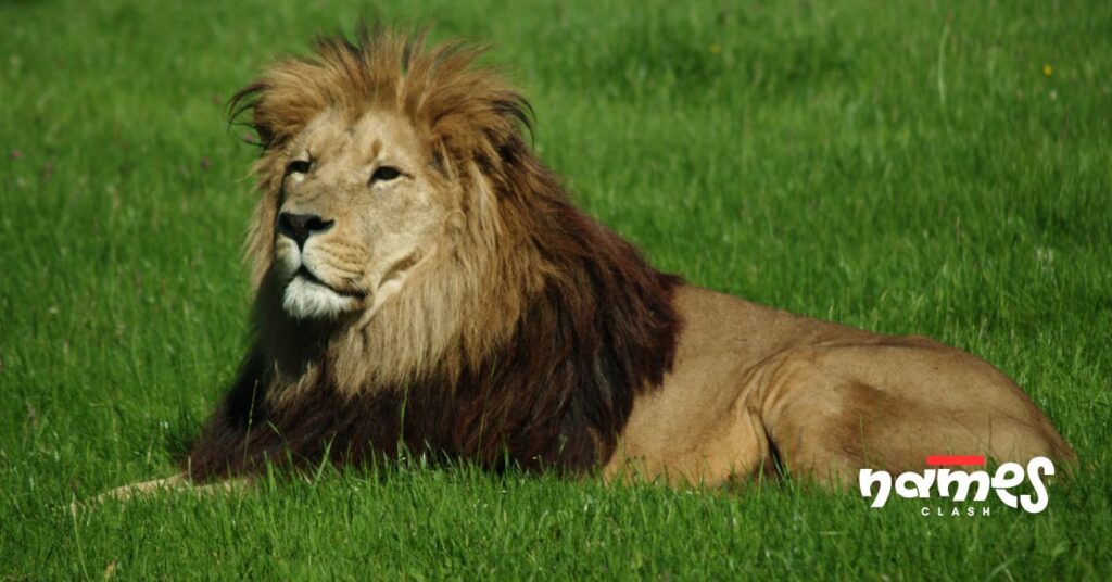 Animated Cartoon Lion Names