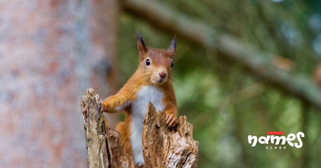 Best Squirrel Names with Meanings