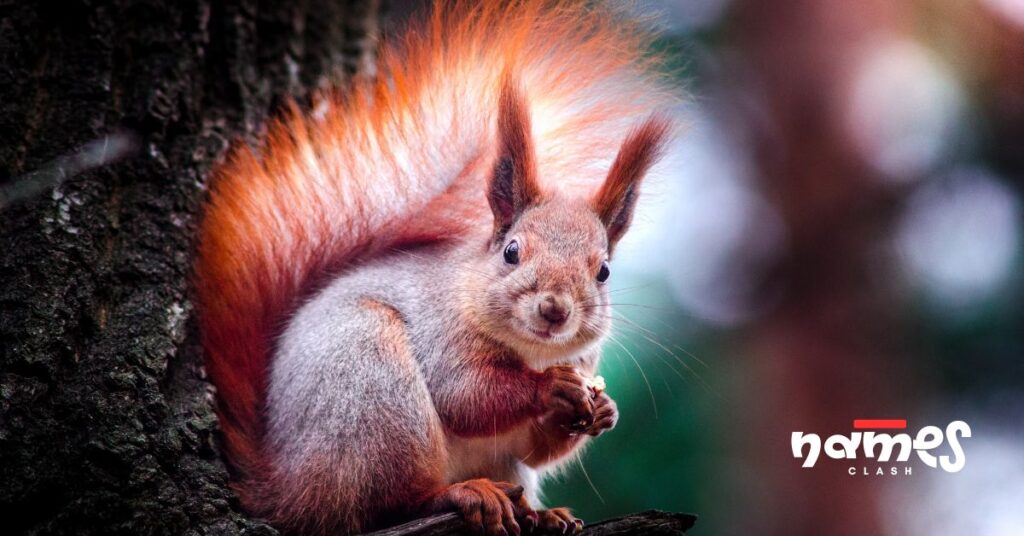 Names That Mean Squirrel