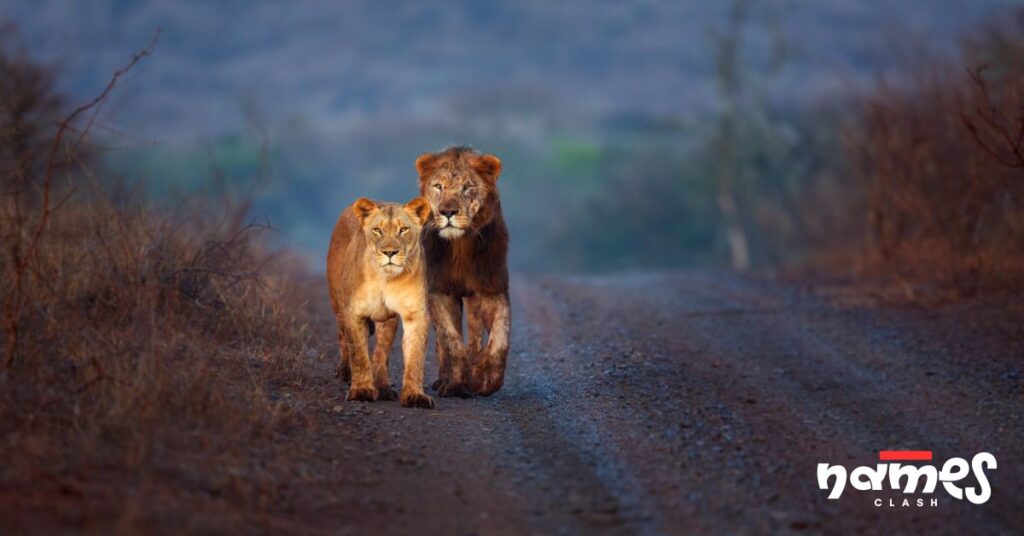 Names for Lion Territories