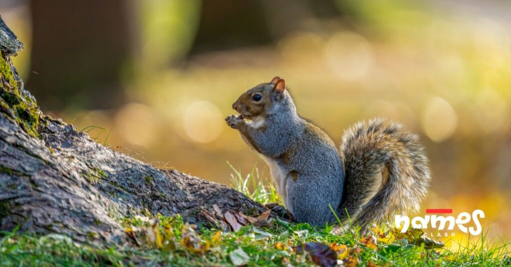 Punny & Witty Squirrel Names