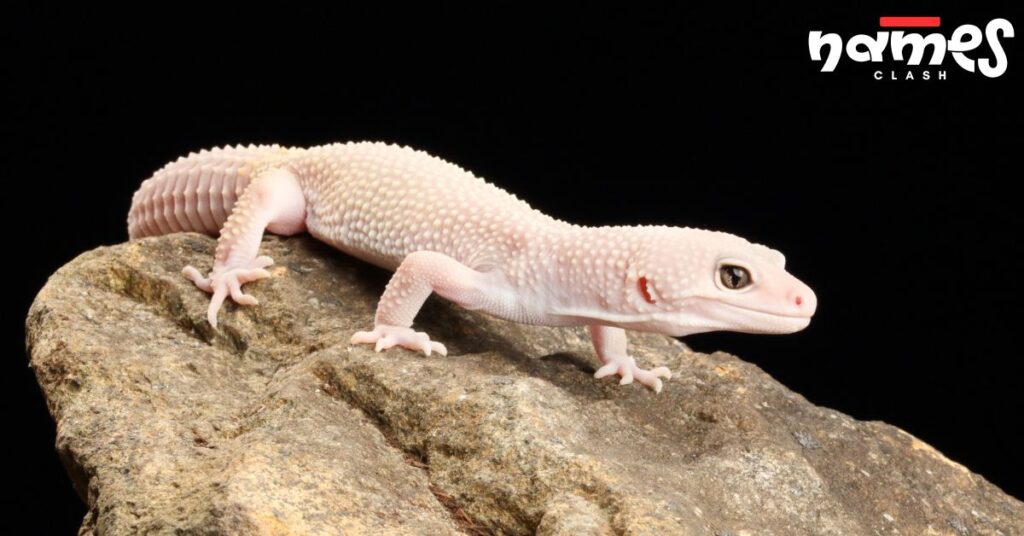 Art & Artist-Inspired Leopard Gecko Names