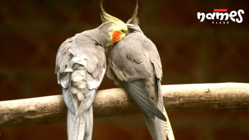 Cockatiel Names from Pop Culture