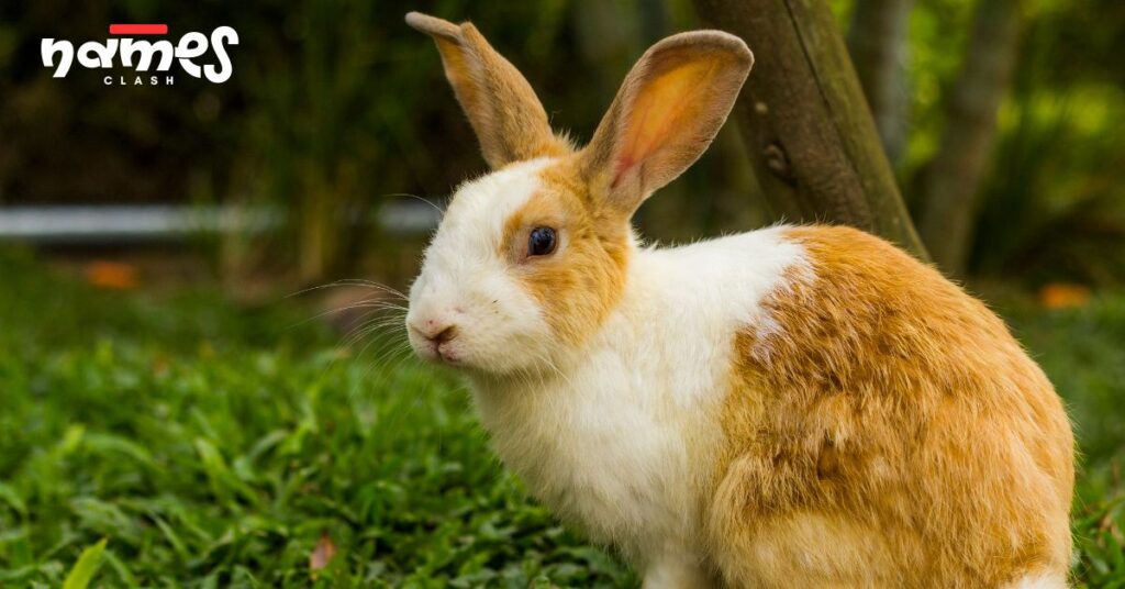 Cute & Adorable Bunny Names
