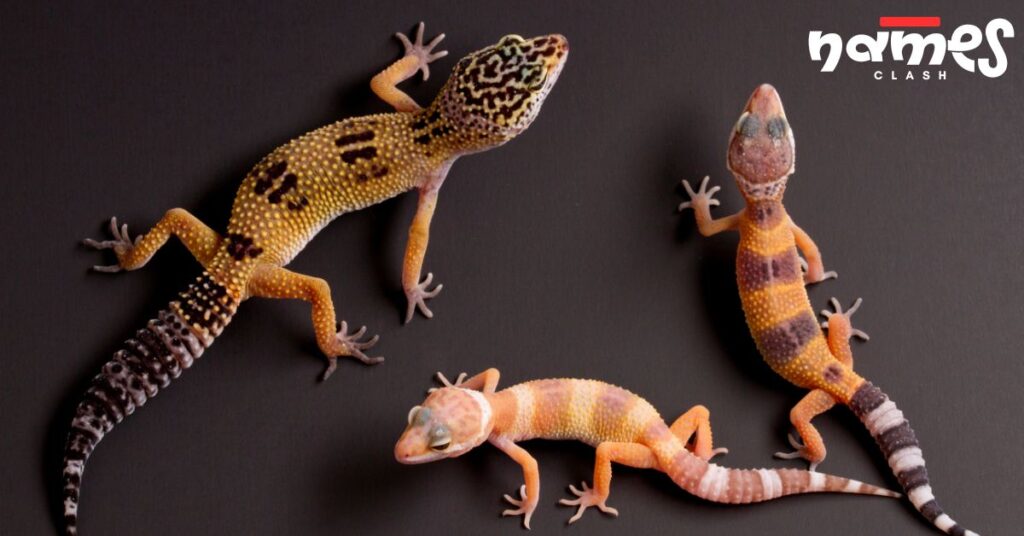 Lazy Leopard Gecko Names