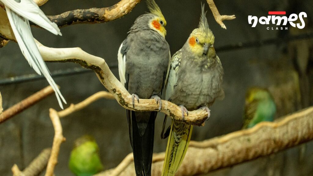Literary Cockatiel Names