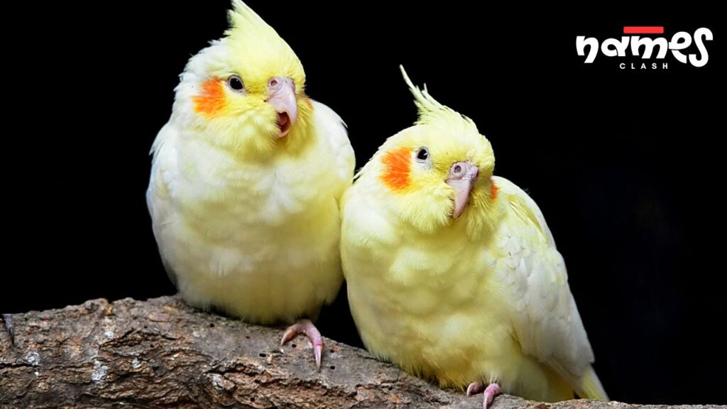 Majestic Cockatiel Names