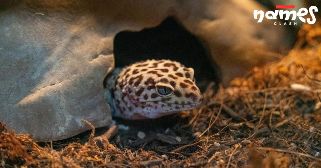 Male Leopard Gecko Names