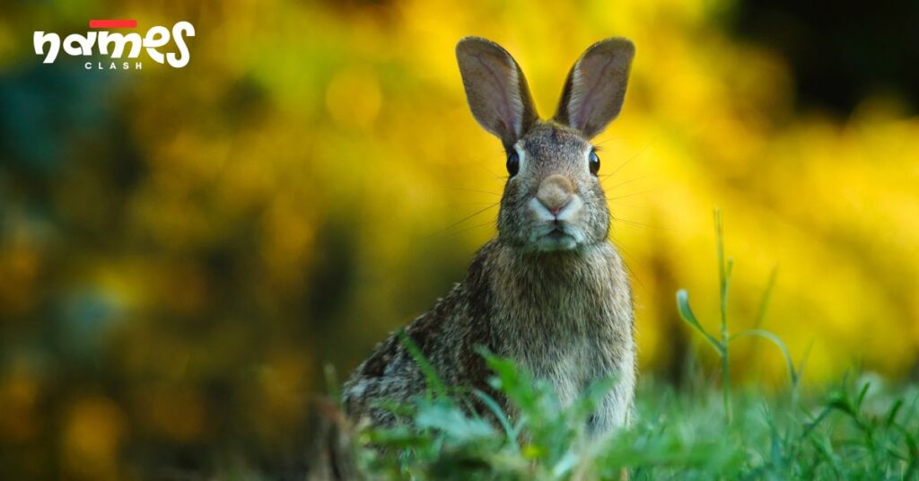 Male Rabbit Names