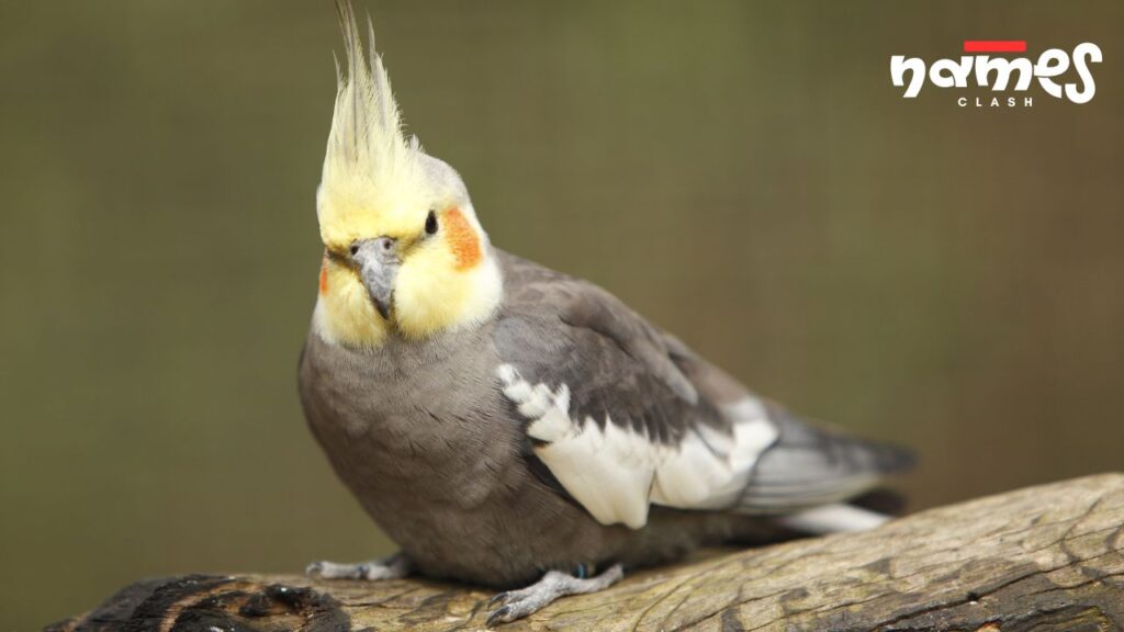 Musical Cockatiel Names