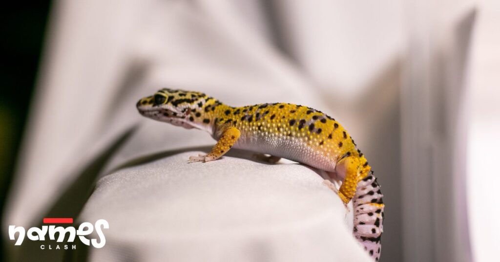 Names for a Baby Leopard Gecko