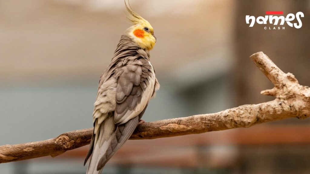 Nature-Inspired Cockatiel Names