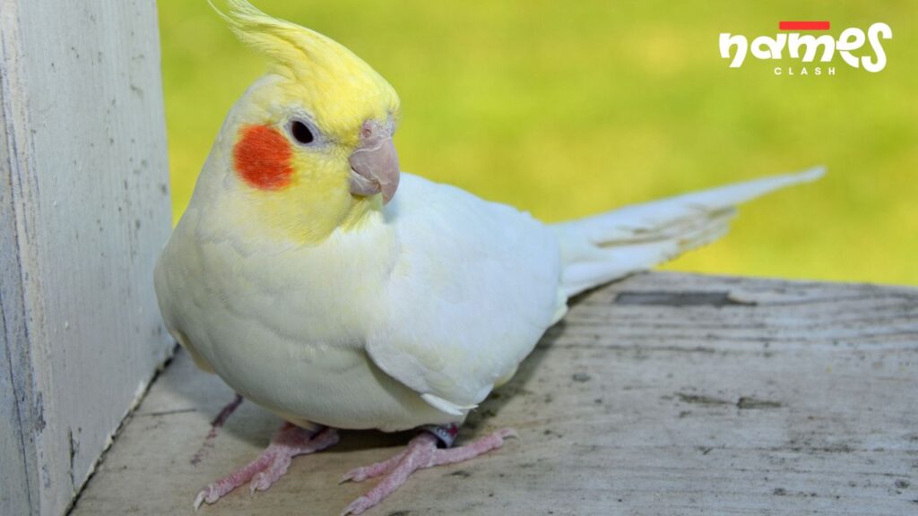 Retro Cockatiel Names