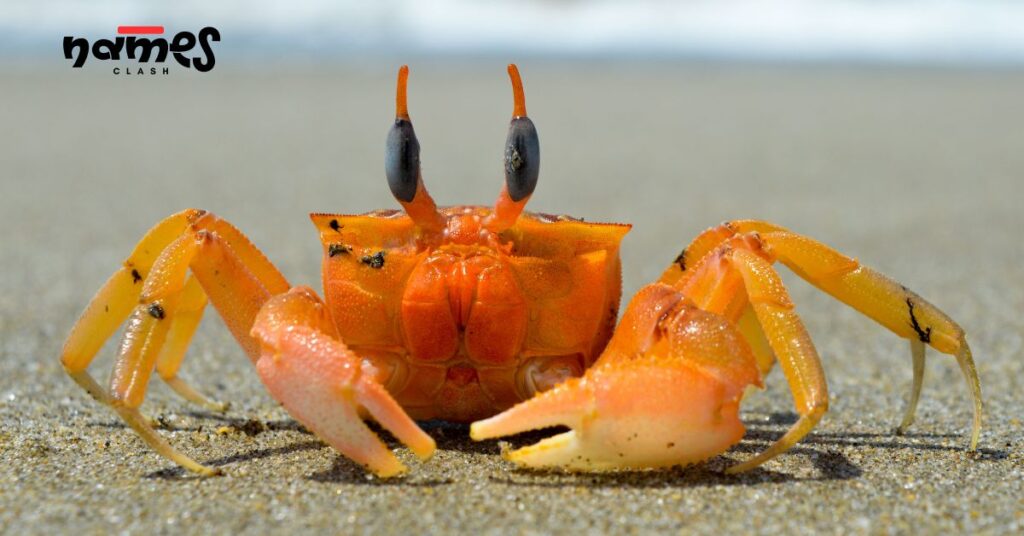 Seasonal & Holiday-Inspired Crab Names