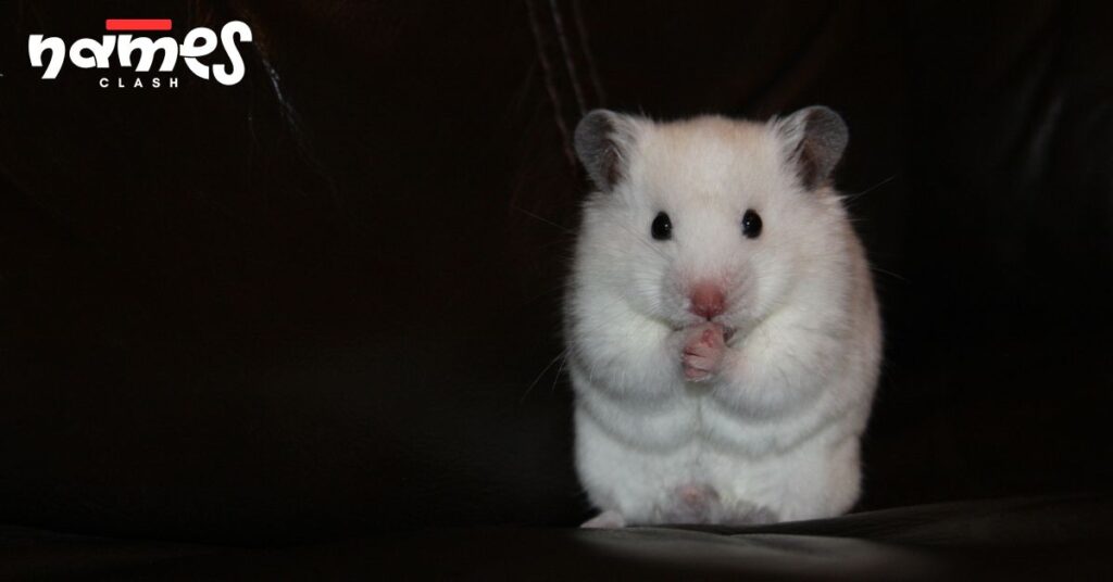 Adorable Hamster Names