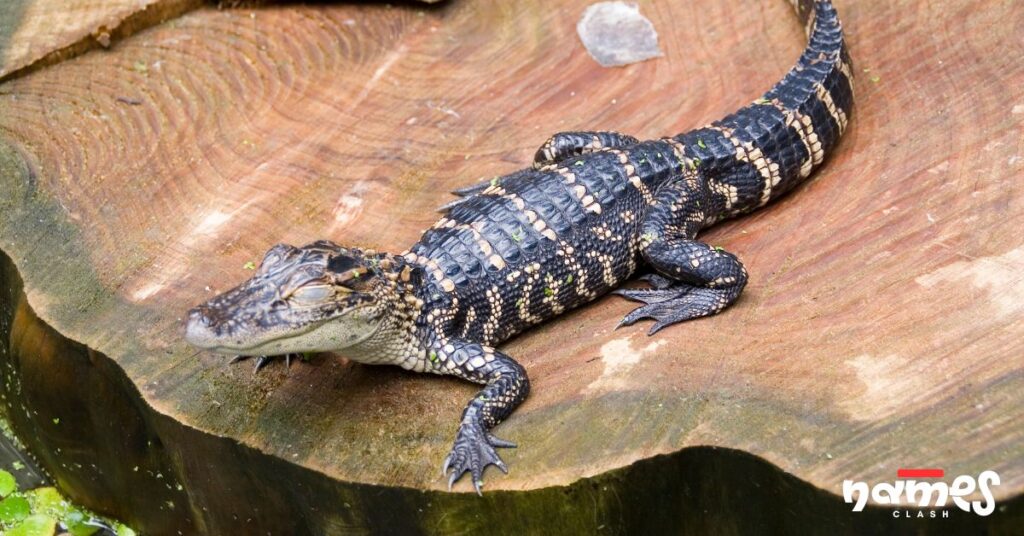 Baby Alligator Names