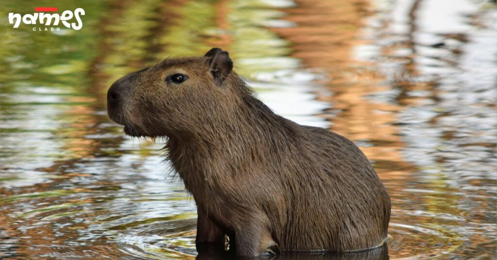 Baby Capybara Names