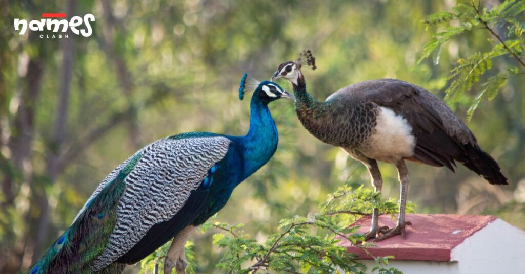 Baby Peacock Names