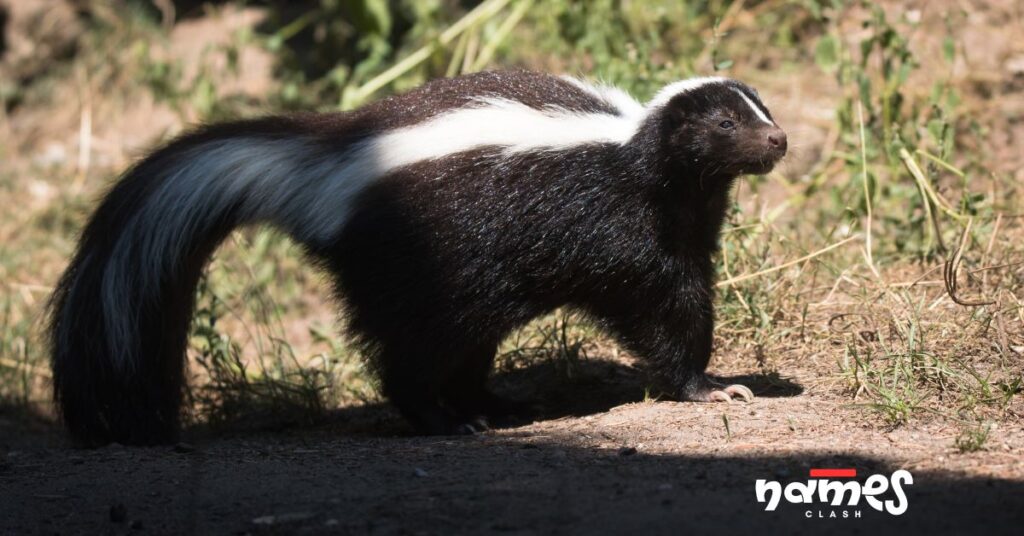 Baby Skunk Names