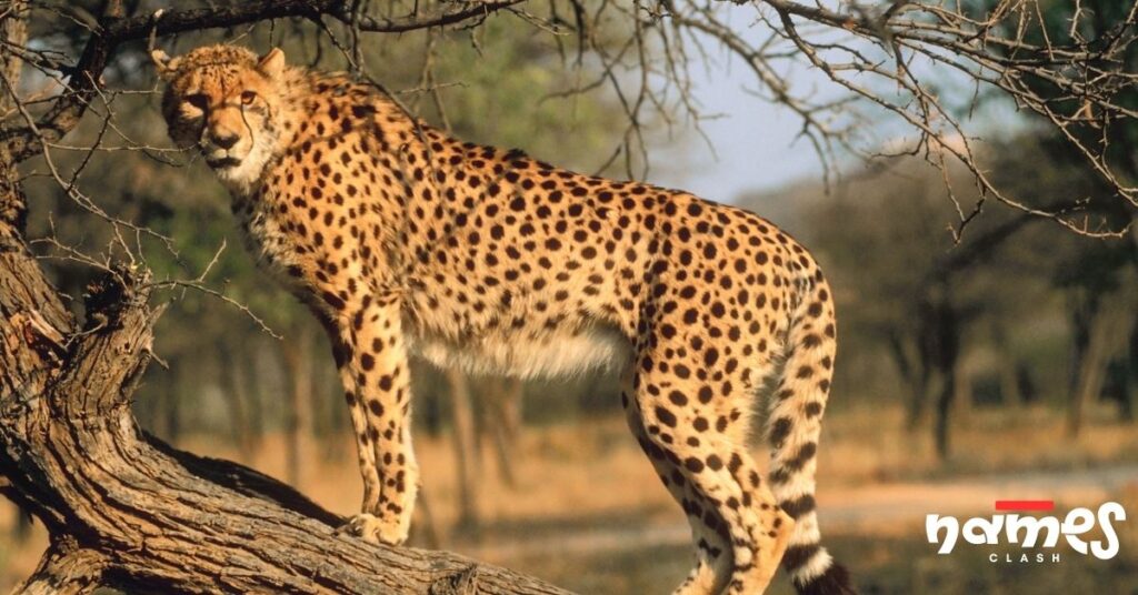 Badass Cheetah Names