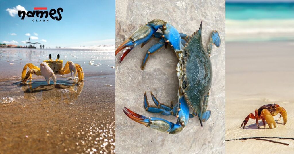 Beach-Themed Crab Names 