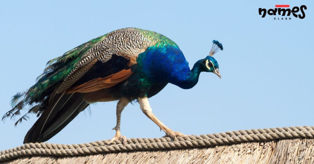 Blue Peacock Names