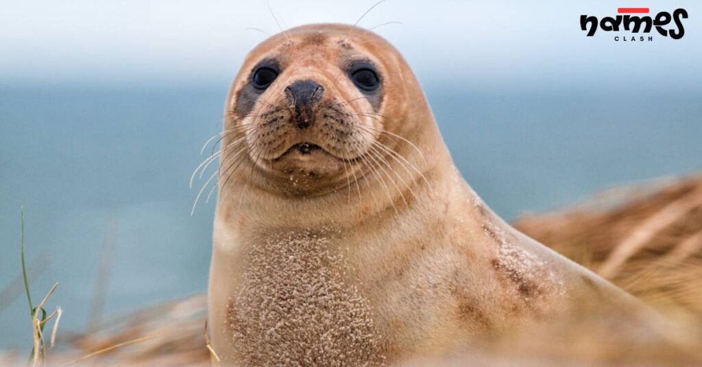 Brown Seal Names