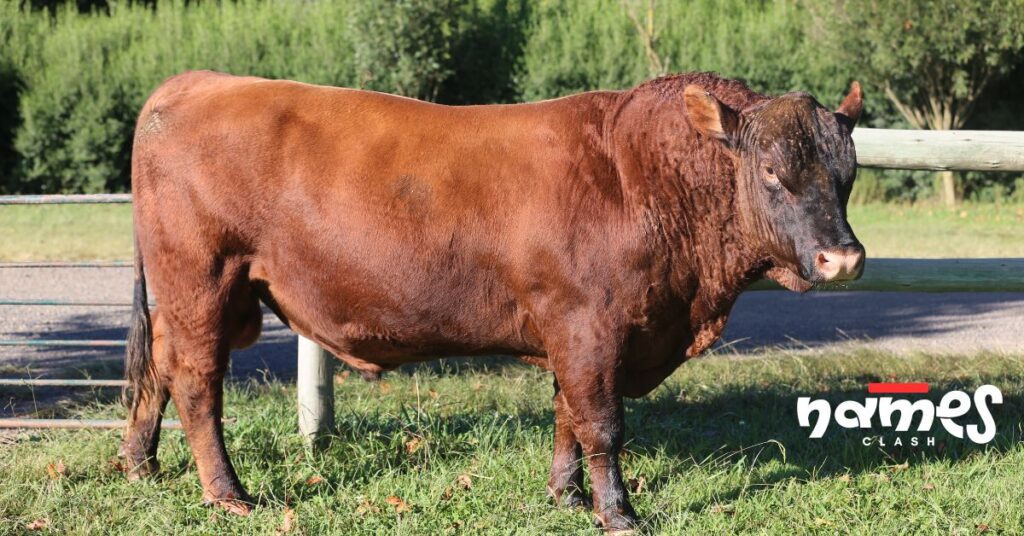 Bull Names Based on Personality