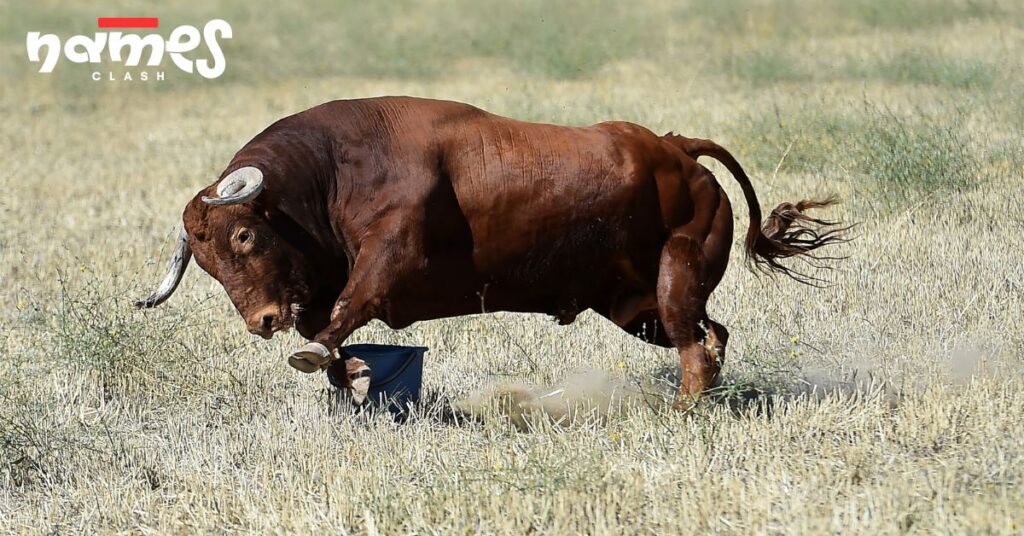 Bull Names from Around the World