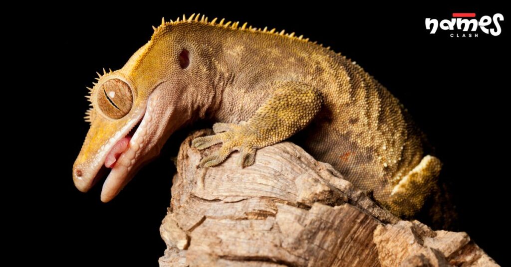 Cartoon-Inspired Crested Gecko Names