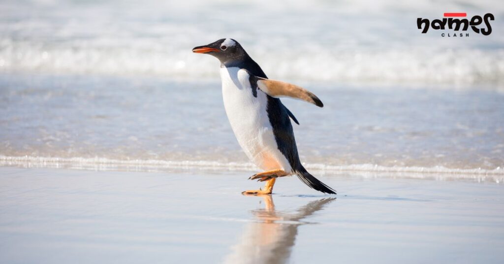 Cartoon Penguin Names